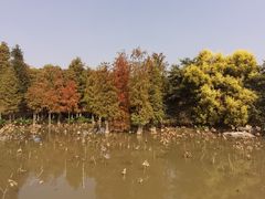 -海珠湖公园