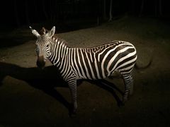 -清迈夜间动物园