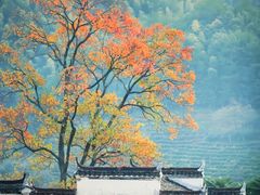 -塔川景区