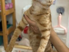 -猫宠乐园·专业洗护