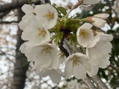 -高东镇樱花园