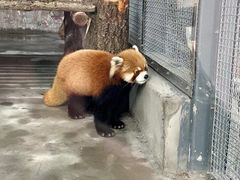-郑州市动物园