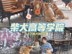 -柴犬高等学院·狗咖·柴犬售卖·宠物训练