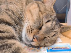 -猫的天空之城概念书店(杭州南宋御街店)