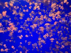 -江和美海洋公园