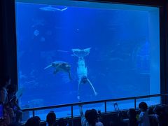 -太平洋海底世界