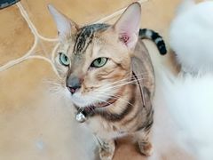-李小姐の猫咖啡馆(五角场店)
