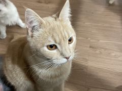 -楼上猫咖(罗湖店)