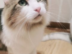 -1013 PET SHOP精品宠物商店(丁香店)