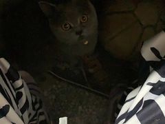 -美联众合动物医院(·中兽医·疑难杂症·严家桥分院)