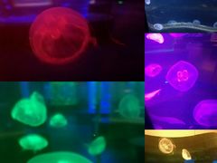 -绍兴梦享海洋公园