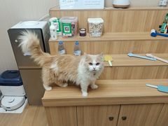 -唐小姐の私宠·宠物洗护美容·撸猫馆·购宠(周浦万达旗舰店)