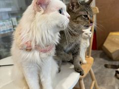 -楼上猫咖(罗湖店)