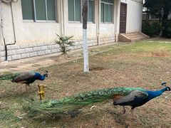 -昆明动物园