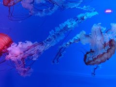 -多彩贵州城极地海洋世界