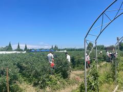 -金谷域澳洲庄园