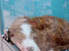 -FAELING PETS美天灵宠物(合生汇店)