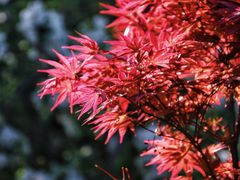 -海棠花溪(元大都城垣遗址公园)