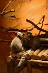 -Zoolung Zoolung动物主题公园(海信广场店)