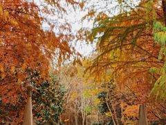 -上海海湾国家森林公园