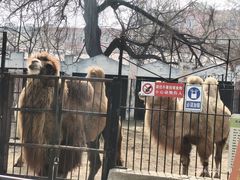 -保定市动物园