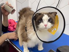 -瑞鹏宠物医院犬猫全科(真大分院)