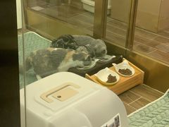 -猫大福·Fortune Cat猫舍(百子湾店)