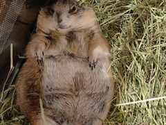 -有猫主题·治愈系猫咖(曾厝垵店)