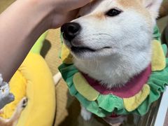 -逗柴咖啡屋·狗咖猫咖宠物桌游