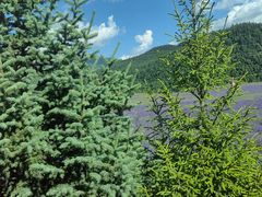 -乡土特色.冷锅鱼.牦牛肉汤锅