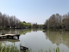 -上海长兴岛郊野公园