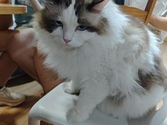 -白兔子密室(长寿路店)