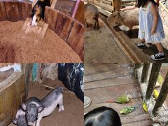 -正佳雨林生态植物园