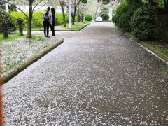 -武汉大学-樱园