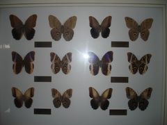 -上海昆虫博物馆