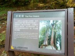 -阿里山神木遗迹