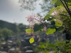 -原山国家森林公园