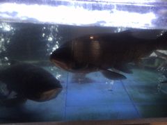 -阿英煲(凉城路店)