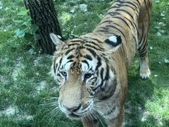 -北京野生动物园