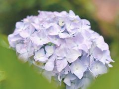 -鼓岭旅游度假区