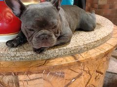 -more than meow吴止猫主题餐厅(承德 中船汇店)