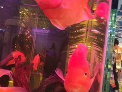 -龟与熊猫宠物公园(南坪店)
