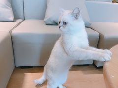 -猫腻·猫咖·撸猫馆(星光大道店)