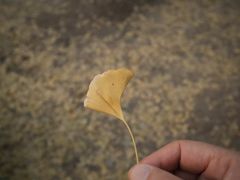 -秋霞圃