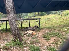 -大连森林动物园