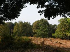 -铁山坪森林公园