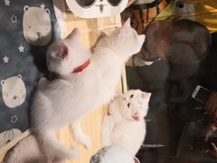 -屋虎猫馆(宝安大仟里店)