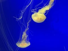 -上海海洋水族馆