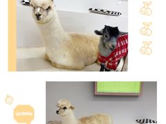 -怪兽屋·羊驼·猫咖·狗咖(俊华广场店)