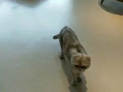 -飞行喵MR PILOT|猫舍·猫咖(静安大融城店)